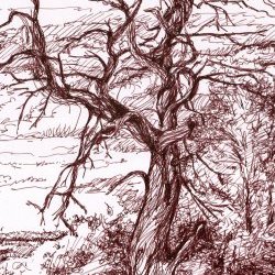 image Arbres