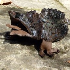 Dragon Igor