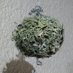 image Lichen