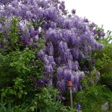 Glycine de Chine