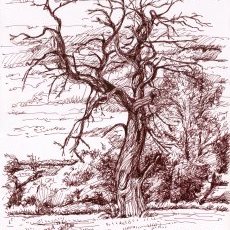 Châtaignier
