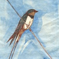 Hirondelle
