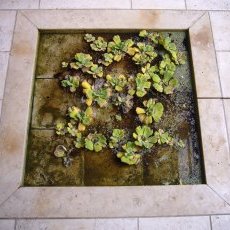 Fontaine