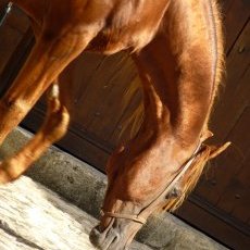 Danseur