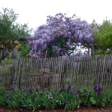 Glycine de Chine