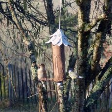 Gros Bec et Mésange Charbonnière