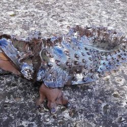 image Bestiaire