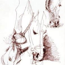 Poupie d'Irleau