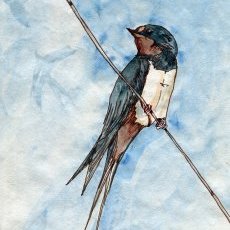 Hirondelle