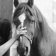 Complices