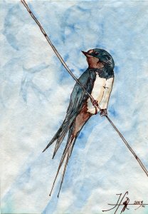 Hirondelle