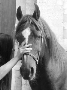 Complices