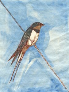 Hirondelle