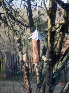 Gros Bec et Mésange Charbonnière