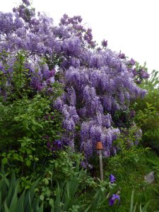 Glycine de Chine