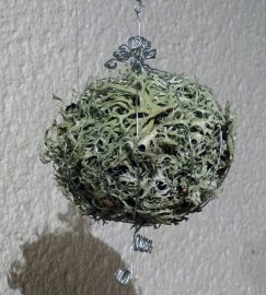 image Lichen