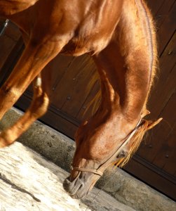 Danseur