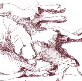image Nos Chiens