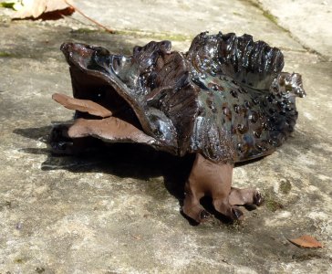 Dragon Igor