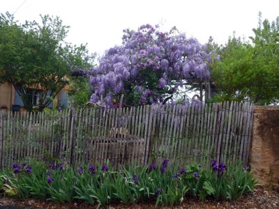 Glycine de Chine